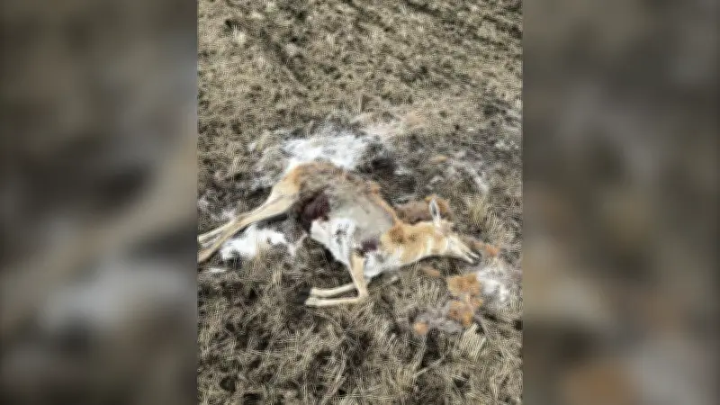 Two Pronghorn Deer Shot and Left to Waste Near Wilkie, Saskatchewan