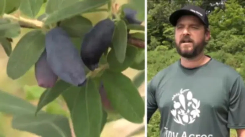 Unique Berry Variety Thrives at Simcoe County's Tiny Acres Farm