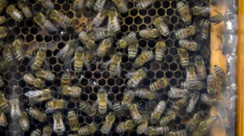 University of Guelph Opens New Honey Bee Research Centre to Expand Pollinator Research