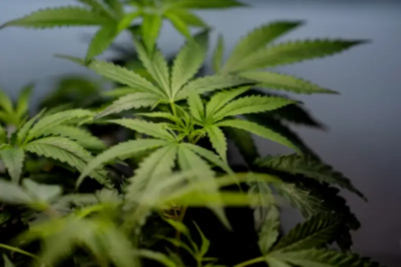 US Supreme Court sides with Texas man: pot users can own guns