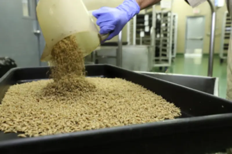 USDA Reports Suspected New World Screwworm Fly Case in South Texas