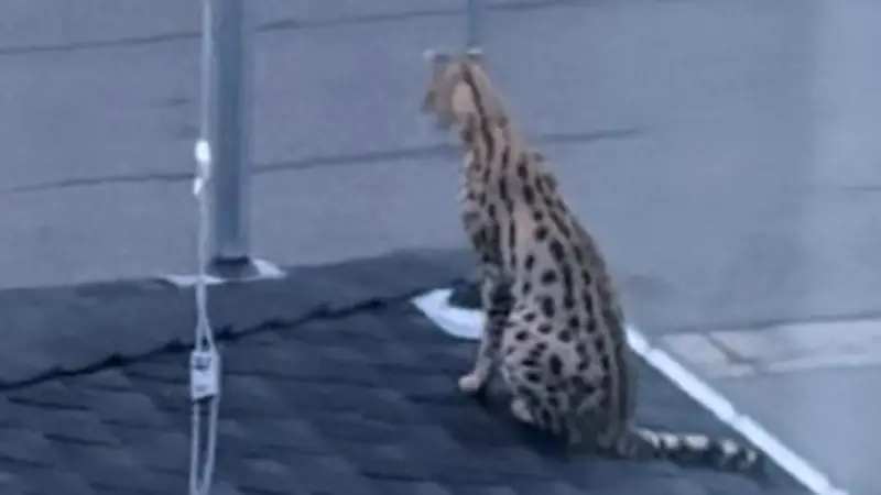 Vancouver Police Called After Escaped Serval Found Under Porch