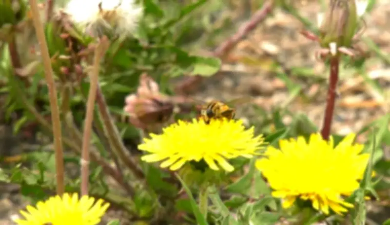 Wasp Sightings Increase in Winnipeg's Whyte Ridge Neighbourhood