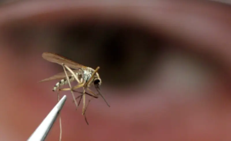 West Nile Virus Found in Mosquitoes in B.C.'s Sea to Sky Region