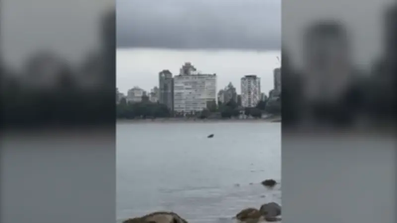 Whale Spotted Enjoying Waters Near Vancouver's Kitsilano Beach
