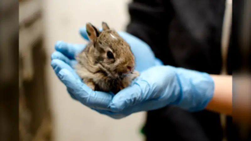 Wildlife Rescue Urges Public: Don't Rescue Healthy Bunnies
