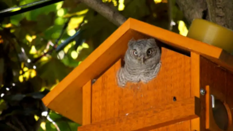 Windsor Man's Owl Cameras Capture Another Generation Taking Flight