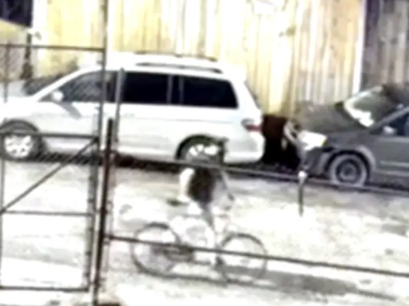 Windsor Police Seek Arson Suspect in Walkerville Business Fire