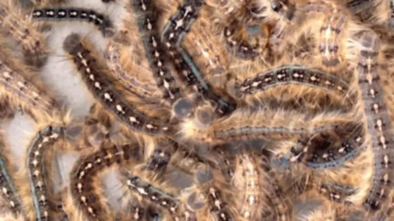 Winnipeg Prepares to Spray for Pest Caterpillars This Summer