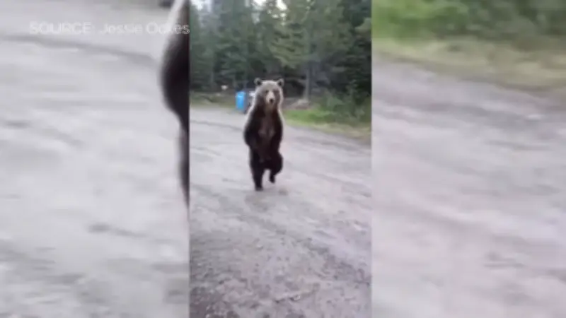 Woman Describes Harrowing Kananaskis Bear Encounter with Dog
