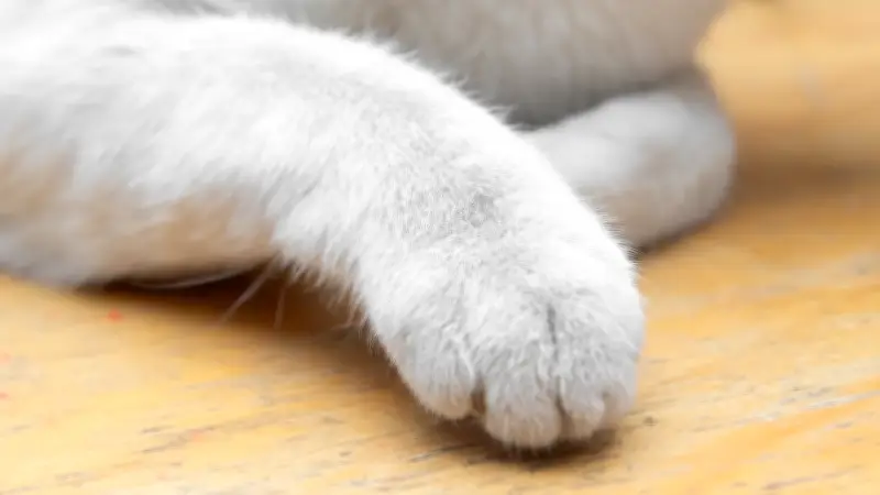 Woman Who Injected Cat with Fentanyl Pleads Guilty to Cruelty