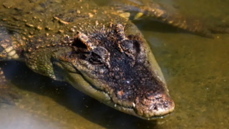 Zookeeper Jumps Into Crocodile Pen to Save Toddler from Attacker