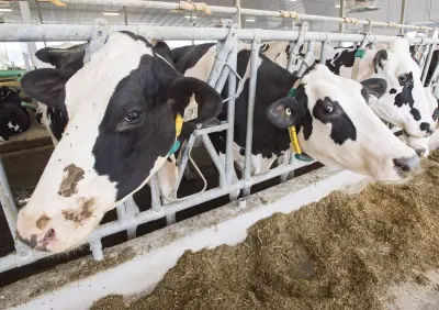 Agriculture Minister Reappoints Canadian Dairy Commission CEO Benoit Basillais
