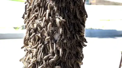 Alberta Faces Major Tent Caterpillar Outbreak in Years
