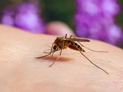 Alberta Rain Sparks West Nile Virus Warning from Health Officials