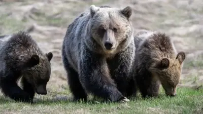 Bear family rips tent from ground in Kananaskis Country campground