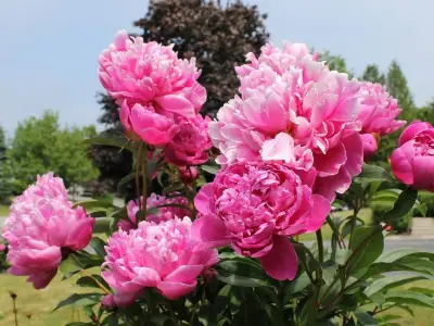 Best Drought-Tolerant Shrubs to Grow from Seed: Expert Tips