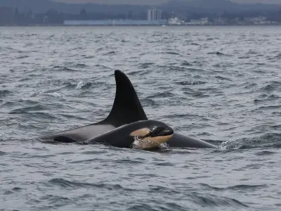 Canada May Weaken Species at Risk Act, Threatening Killer Whales