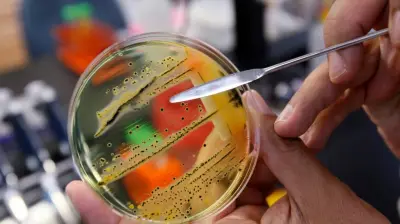 Canadian-led team discovers new antibiotic 'manikomycin' from old bacterium