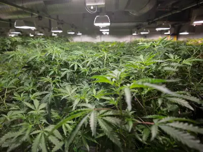 Cannabis Council suspends advocacy as producers lose faith in Ottawa