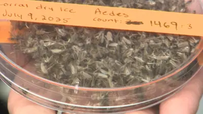 Cool Calgary weather reduces mosquitoes now, but officials warn of summer surge
