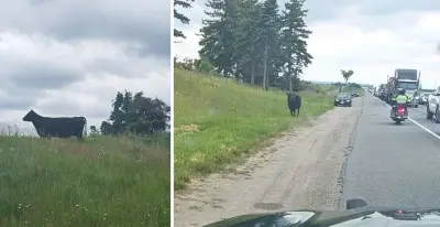 Cow causes massive traffic jam on Highway 400 in Barrie