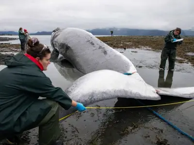 Cruise Ship Docks in Alaska with Dead Endangered Fin Whale on Bow