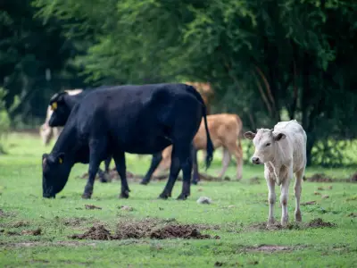 Deadly screwworm parasite found in U.S. threatens cattle herd amid supply crisis