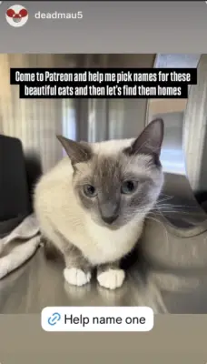 Deadmau5 Donates $30K for Medical Care of 36 Rescued Cats at Oakville Shelter