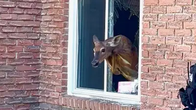 Deer Crashes Through Grey County Woman's Bedroom Window in Owen Sound