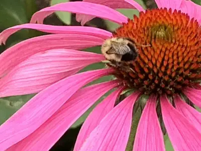 Designing a Minimalist Garden for Calgary's Tricky Zone 4a Climate
