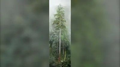 East Asia's Tallest Tree 'Heaven Sword' Stands as Environmental Guardian at 84.1 Meters