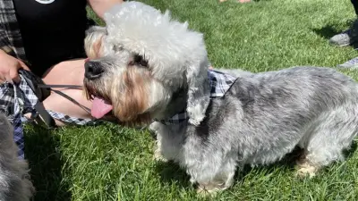Endangered Dandie Dinmont Terriers Parade in Edmonton Park