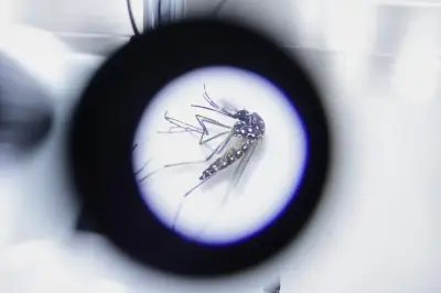 Google Plans to Release Millions of Lab-Grown Mosquitoes to Fight Disease