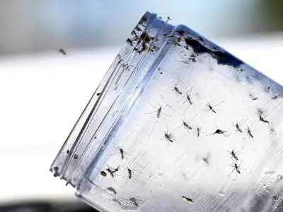 Google Seeks U.S. Approval to Release 32 Million 'Good' Mosquitoes