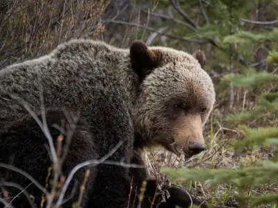 Grizzly Bear Family Tears Into Tent at Kananaskis Campground, Warning Issued