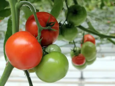 Growing Vegetables in Acidic Soil: Tips and Potato Scab Solutions