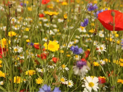 How to Create a Wildflower Garden Without Invasive Plants