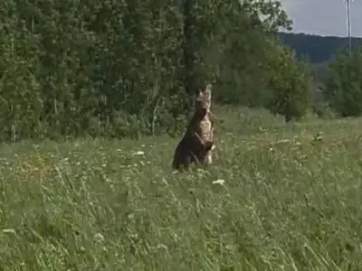 Kangaroo on the Loose in Montreal's South Shore: SPCA Responds
