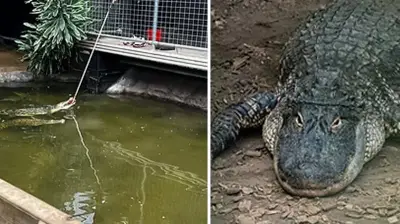 Man Freed on Bail After Toddler Found in UK Zoo Crocodile Pen