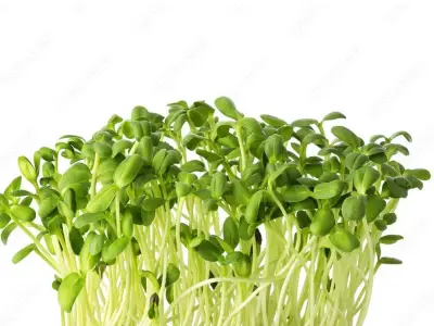 Microgreens: More Than a Garnish – Adding Flavor and Color to Dishes