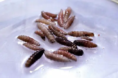 New World Screwworm Case Confirmed in US: Is Canada at Risk?