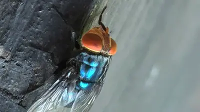 New World Screwworm Fly Suspected in South Texas, Threatening Cattle