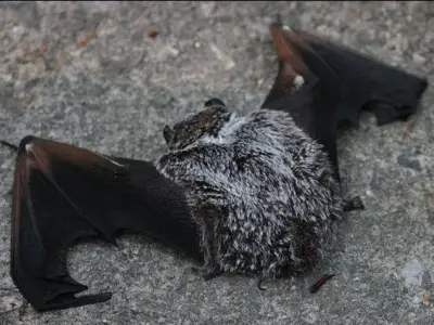 Ontario Boy Dies From Rabies After Bat Contact While Sleeping