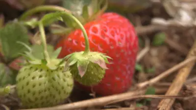 P.E.I. Strawberry Harvest Delayed, Prices Expected to Rise