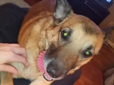 Playful, Smart, Loyal Lola Seeks Loving Active Owner at Toronto Humane Society