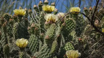Prairie Summer: Water Returns to Deadhorse Lake Amid Blossoms and Wildlife