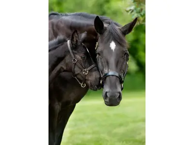 RCMP Name the Foal Contest Winners Announced for 2026 Foals