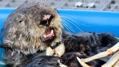Sea otter named Clamato rescued from B.C. beach, flown to Vancouver