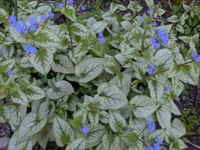 Shade-Seeking Plants to Fill Garden Voids